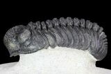 Adrisiops Trilobite - New Phacopid Species #87584-3